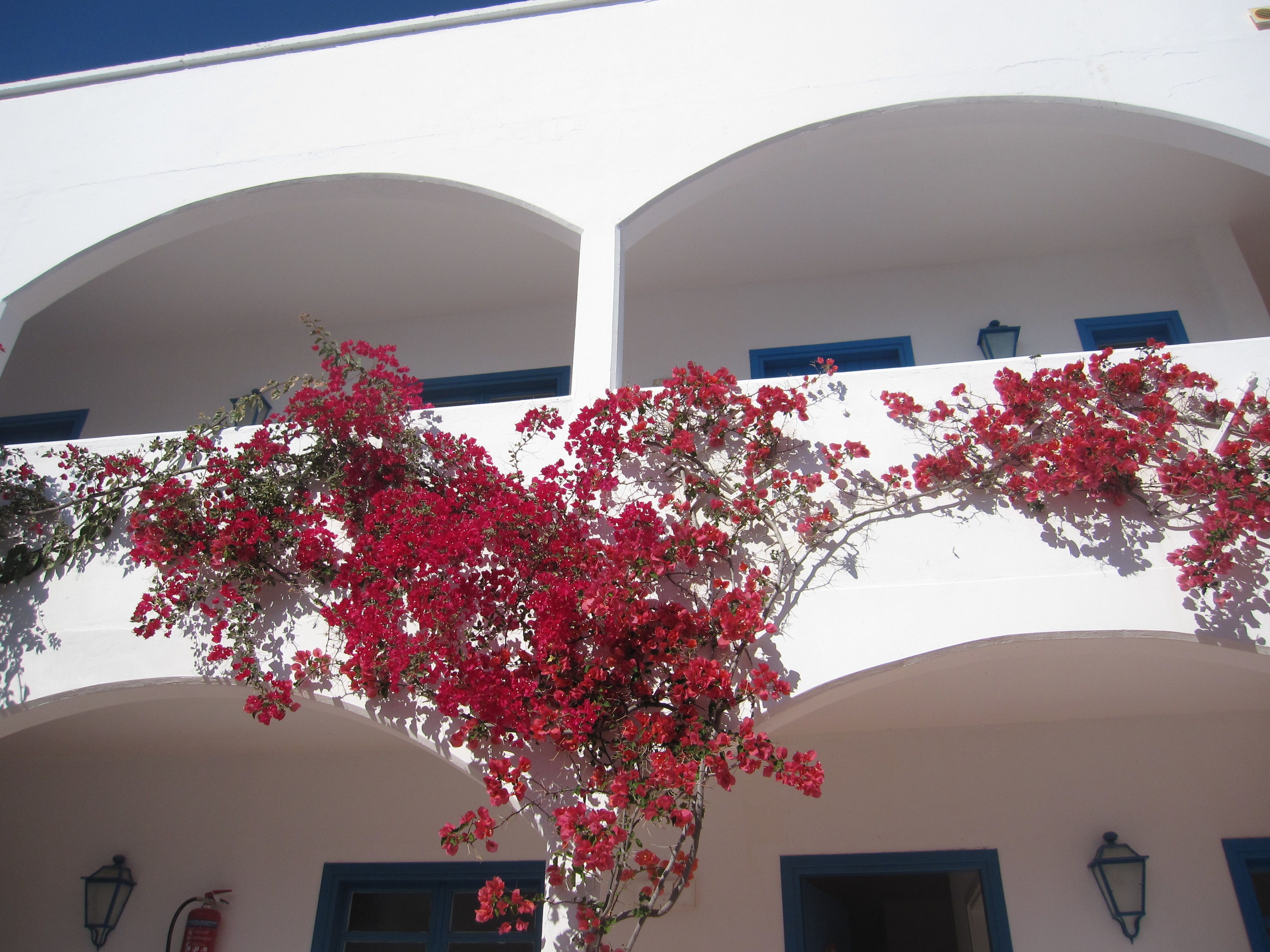 Edifici blanc amb finestres de blaus i un balcó ple de flors vermelles.