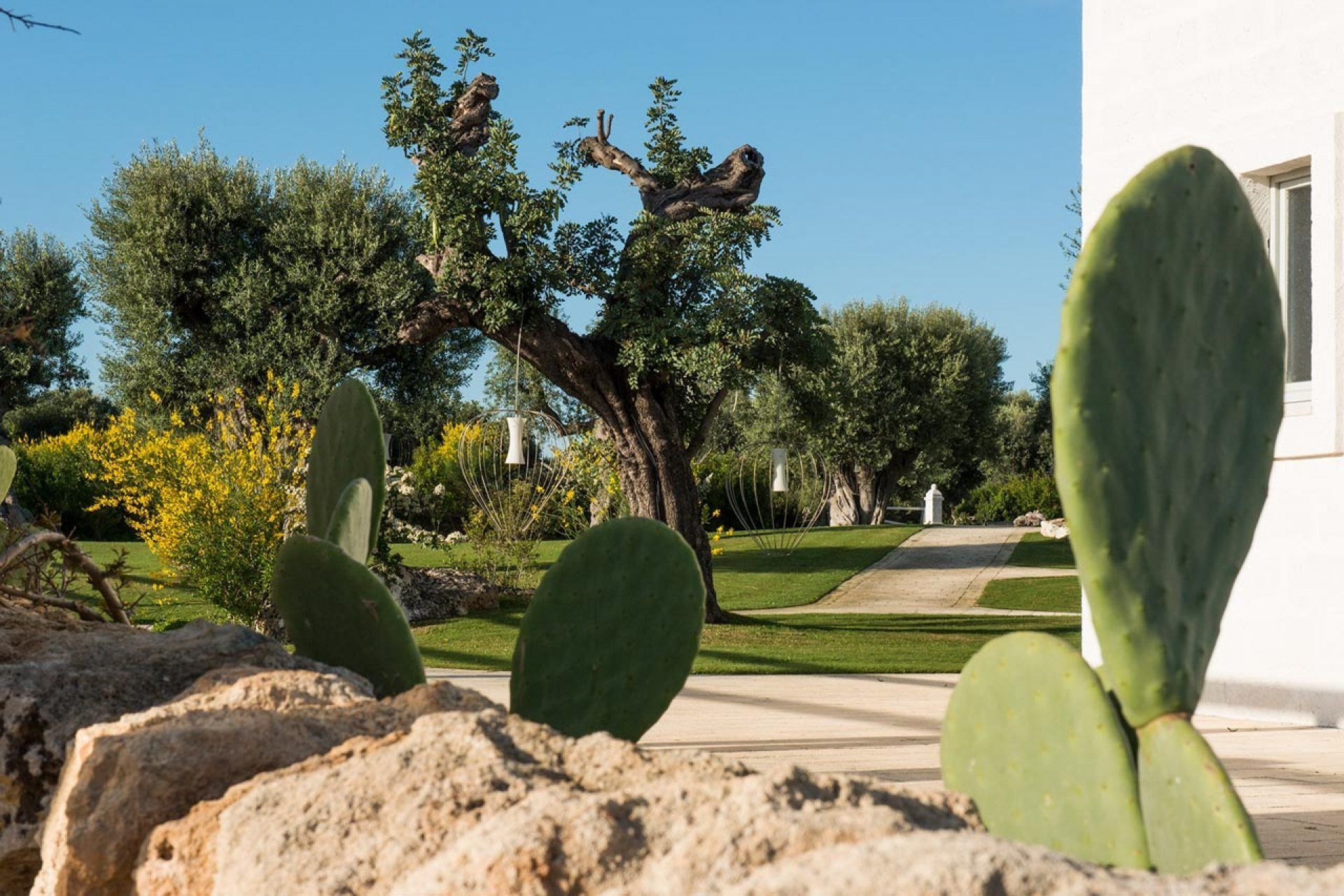 A garden with cacti, a large tree, and a pathway leading to a building.