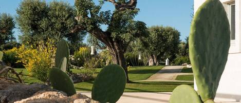 A garden with cacti, a large tree, and a pathway leading to a building.