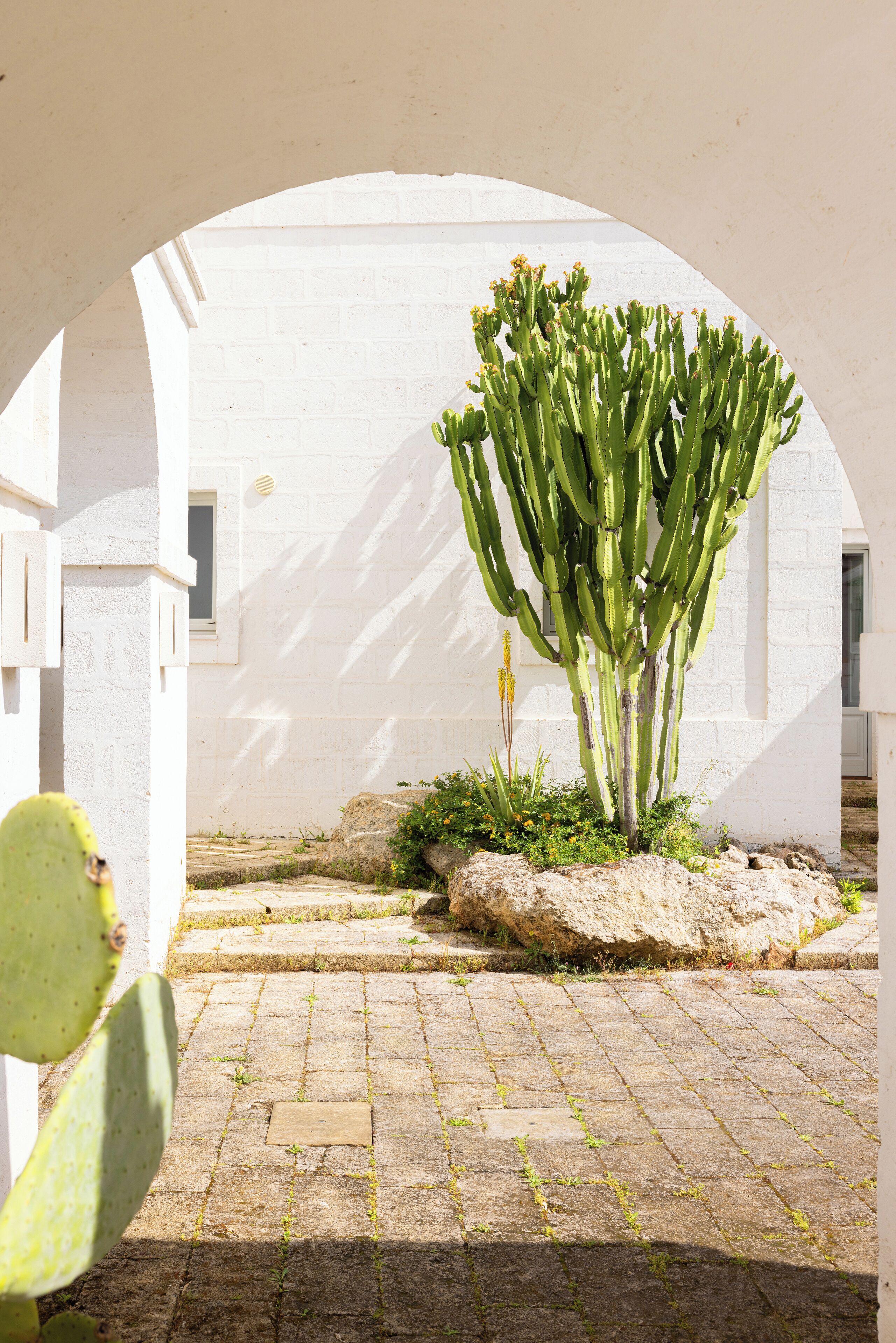 A cactus plant in a white-walled courtyard with a stone floor.