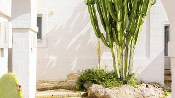 A cactus plant in a white-walled courtyard with a stone floor.