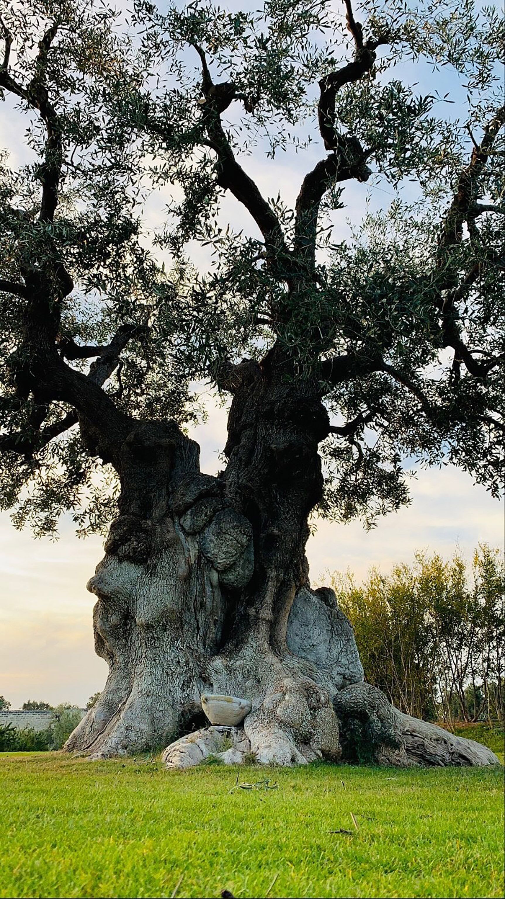 A large tree with a thick trunk and extensive roots.