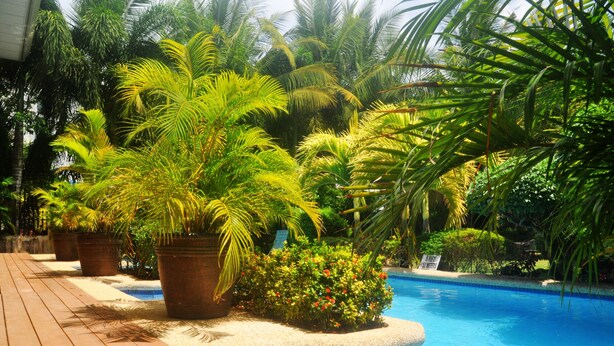 A pool area with potted plants and a wooden deck.