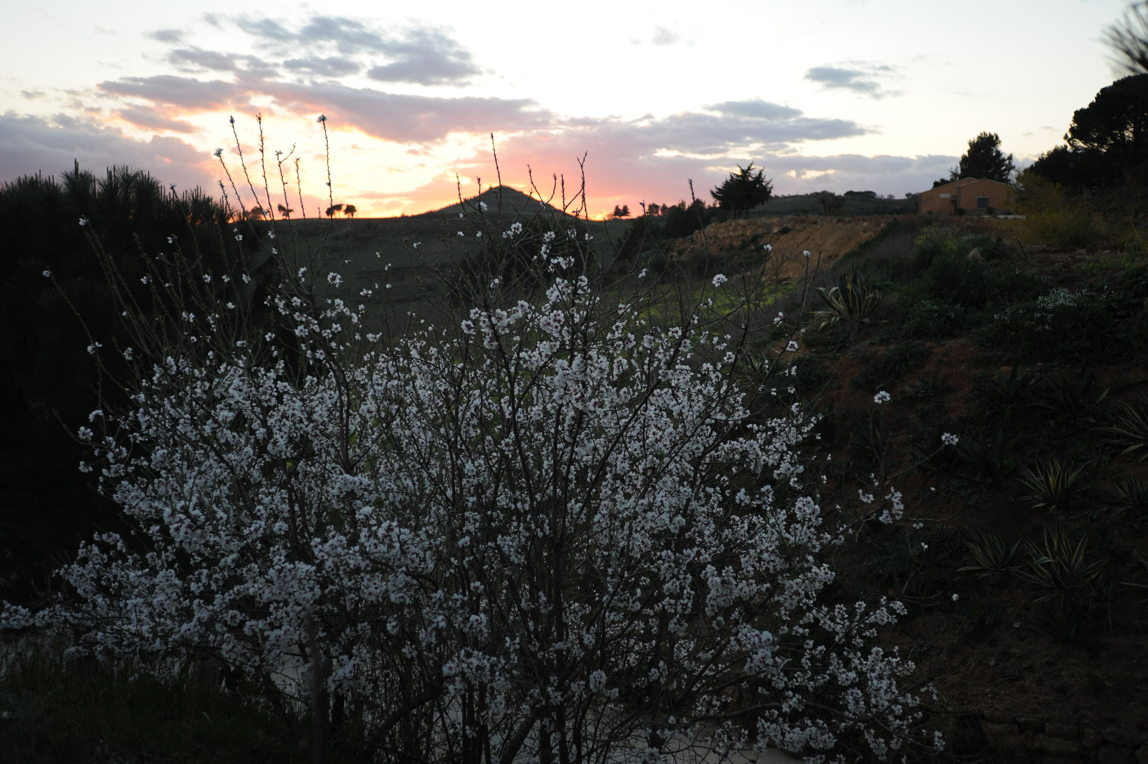 A landscape with a prominent flowering tree in the foreground and a building in the background.
