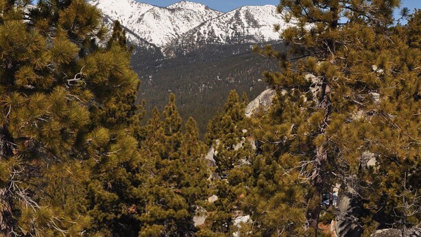 A mountainous landscape with pine trees and a clear sky.