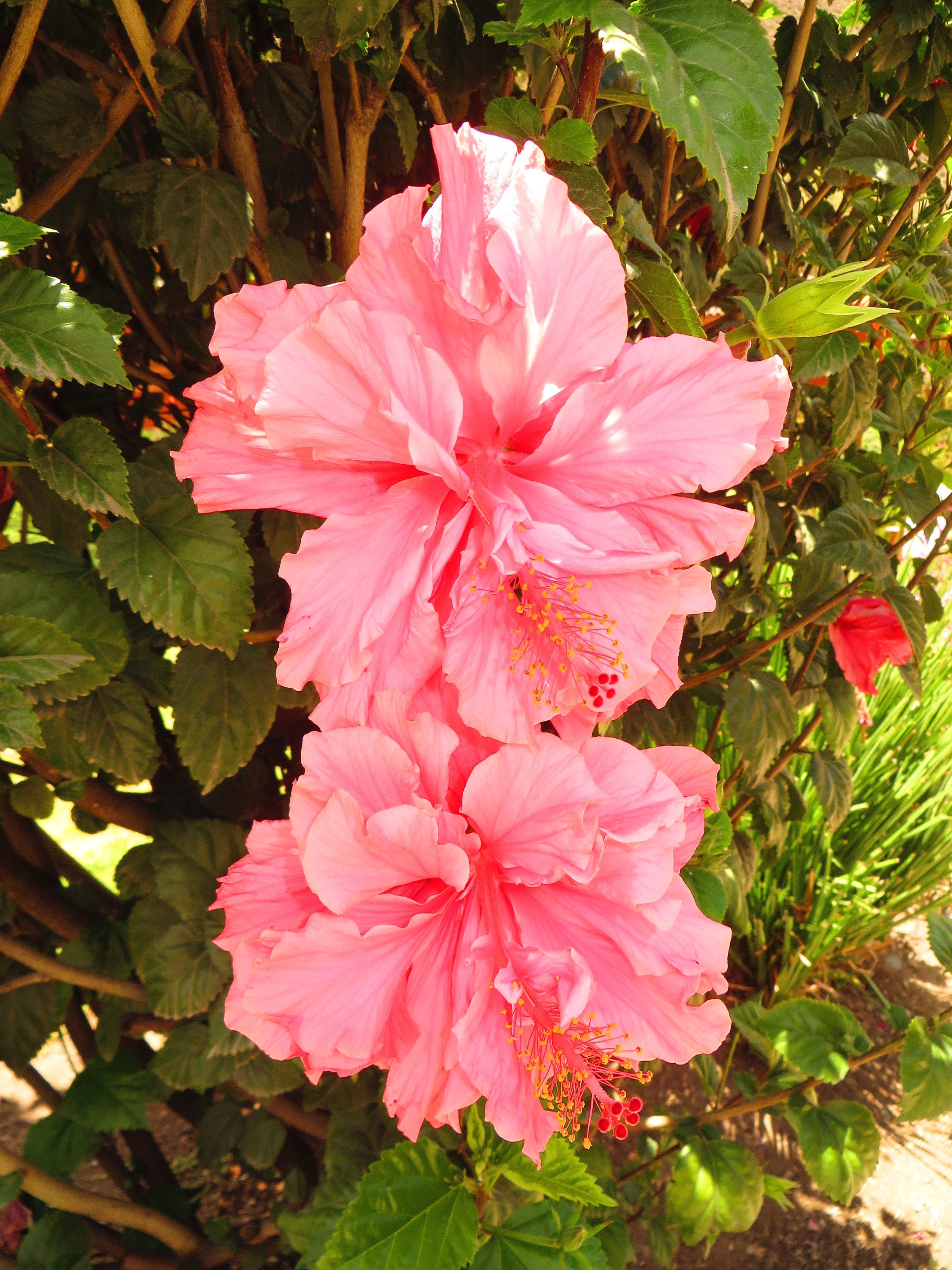 Foto - Hotel Pakaritampu