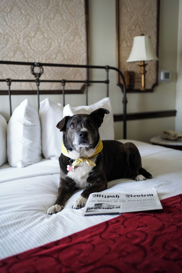A dog lying on a bed with a pillow, a lamp, and a magazine on the nightstand.