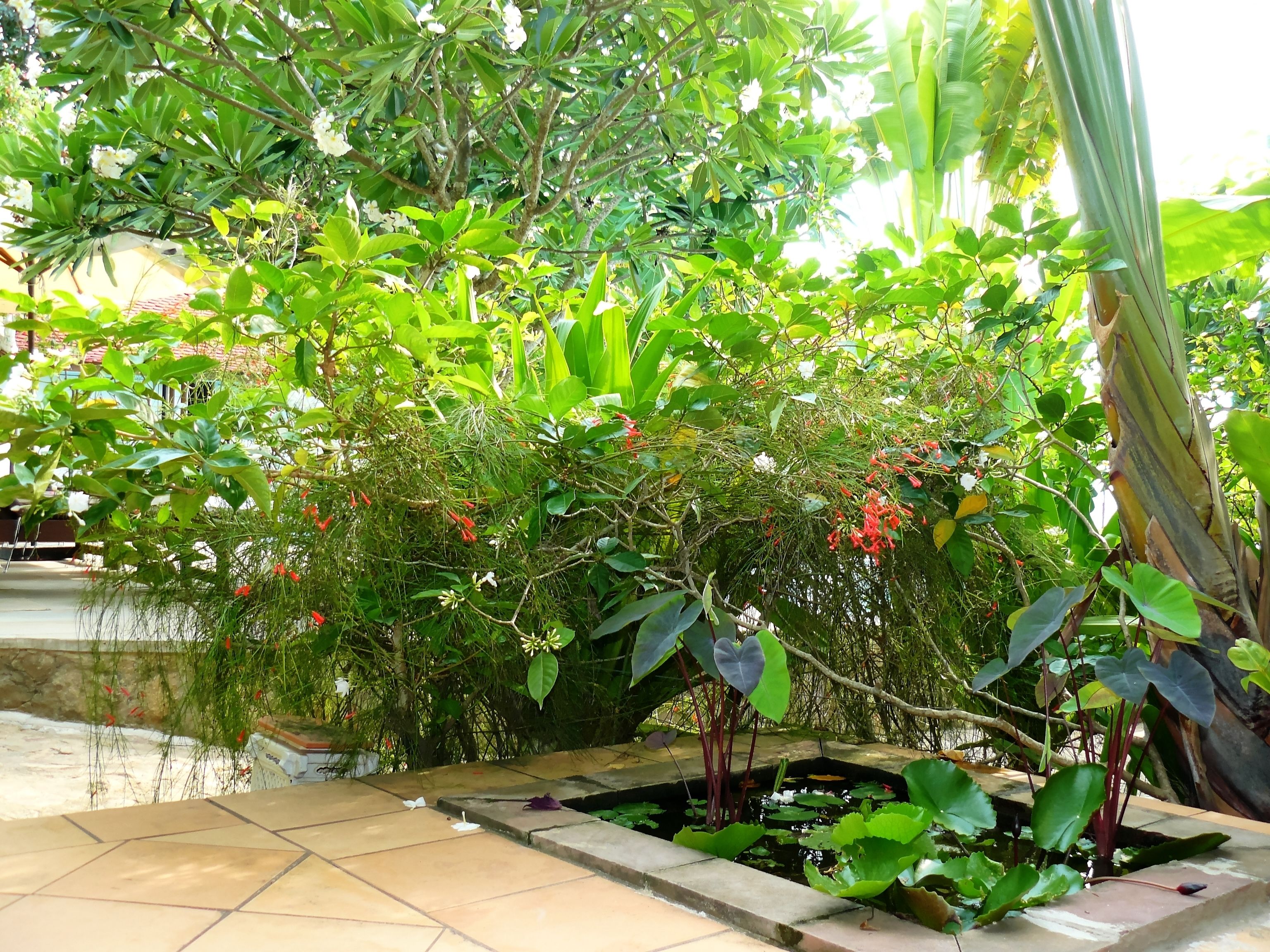A garden with a tiled pathway, lush greenery, and a small pond.