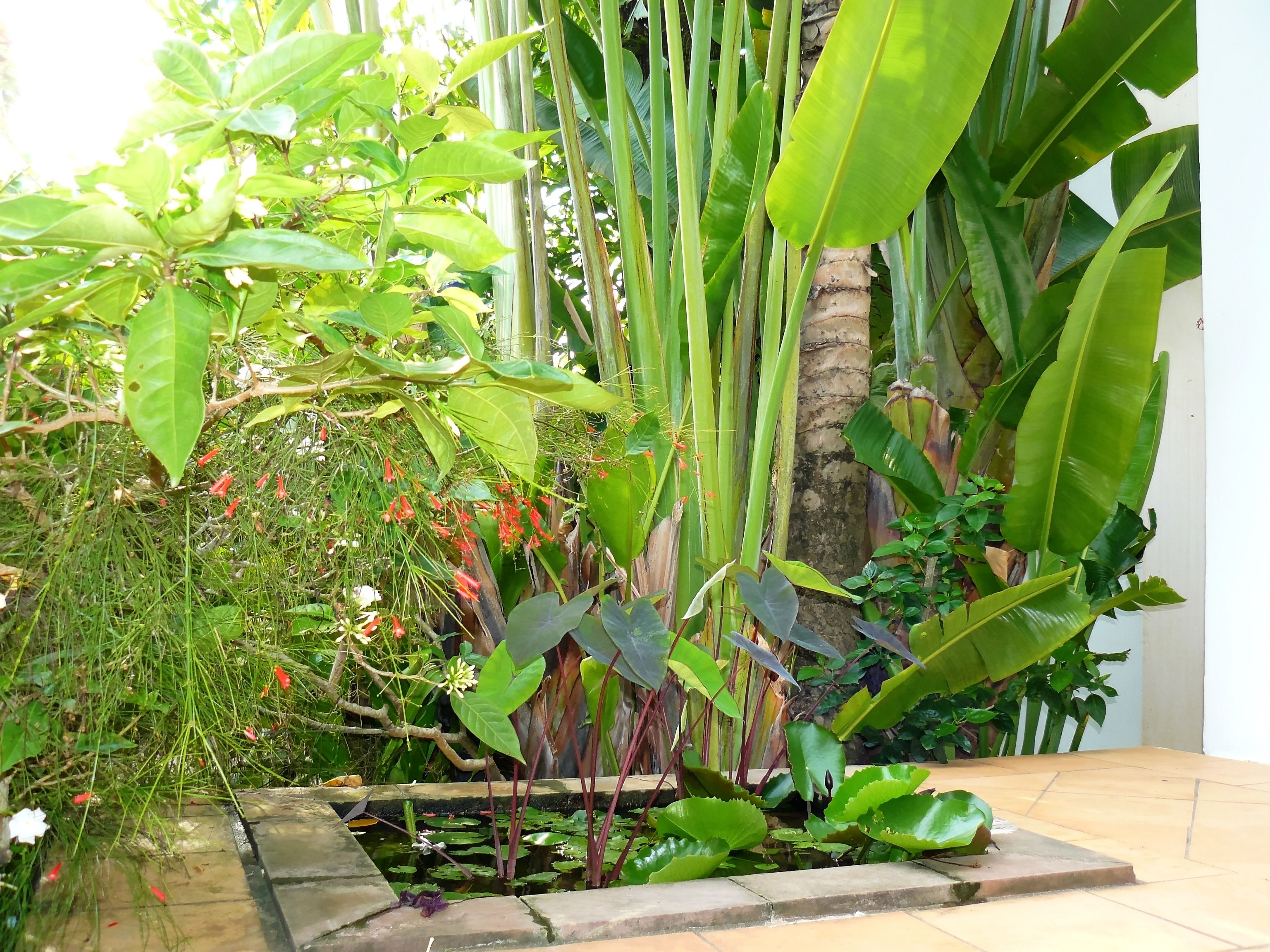 A garden with various plants and a small pond.