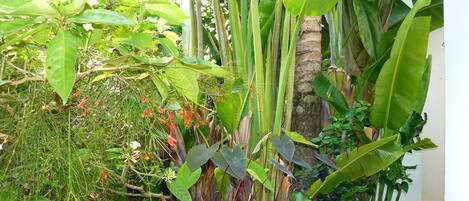 A garden with various plants and a small pond.