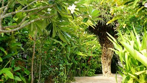 Un sendero rodeado de abundante vegetación y diversas plantas.
