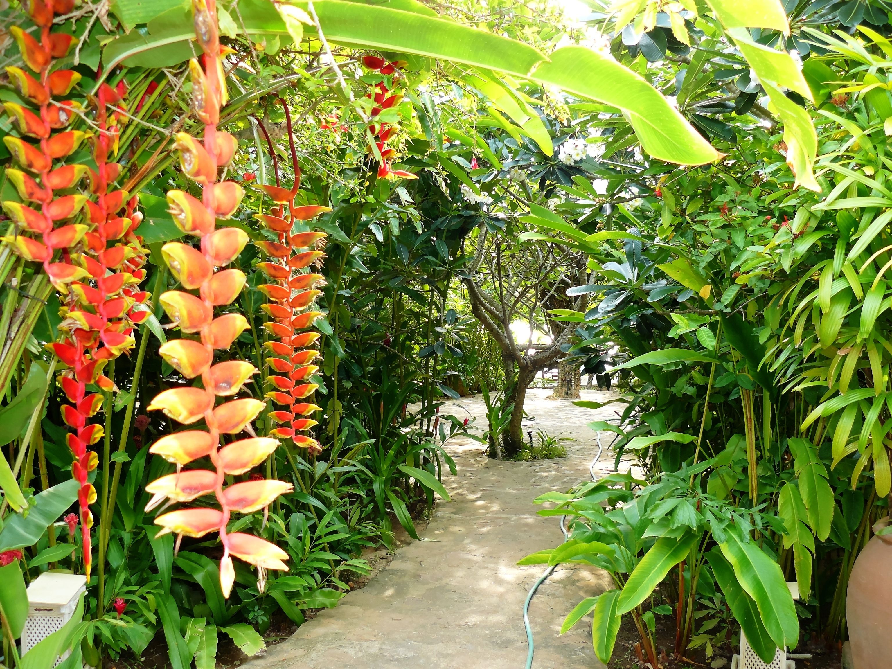 A garden pathway surrounded by lush greenery and flowering plants.