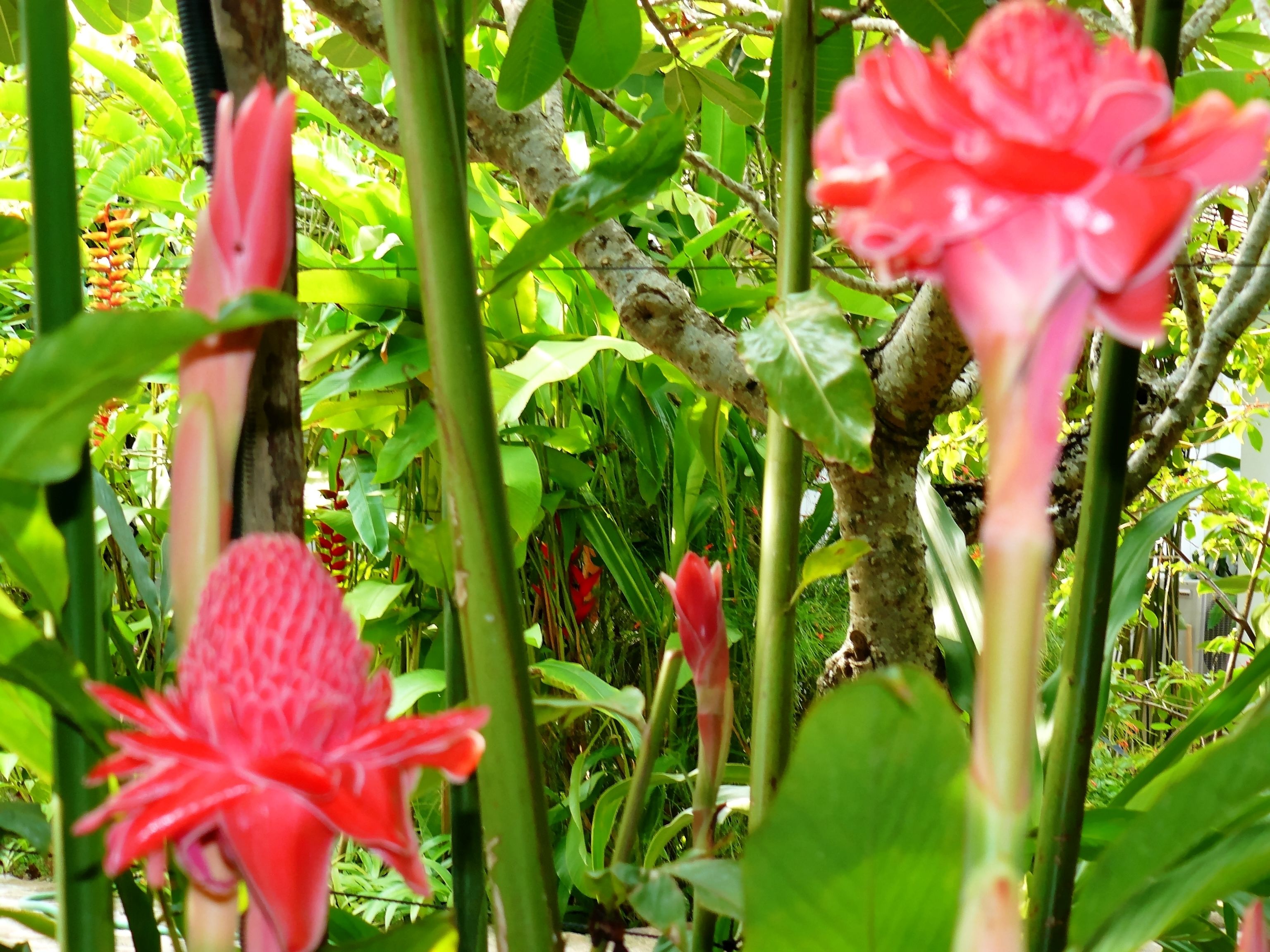 A lush garden with various plants and flowers, including prominent red blooms.