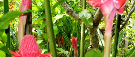 A lush garden with various plants and flowers, including prominent red blooms.