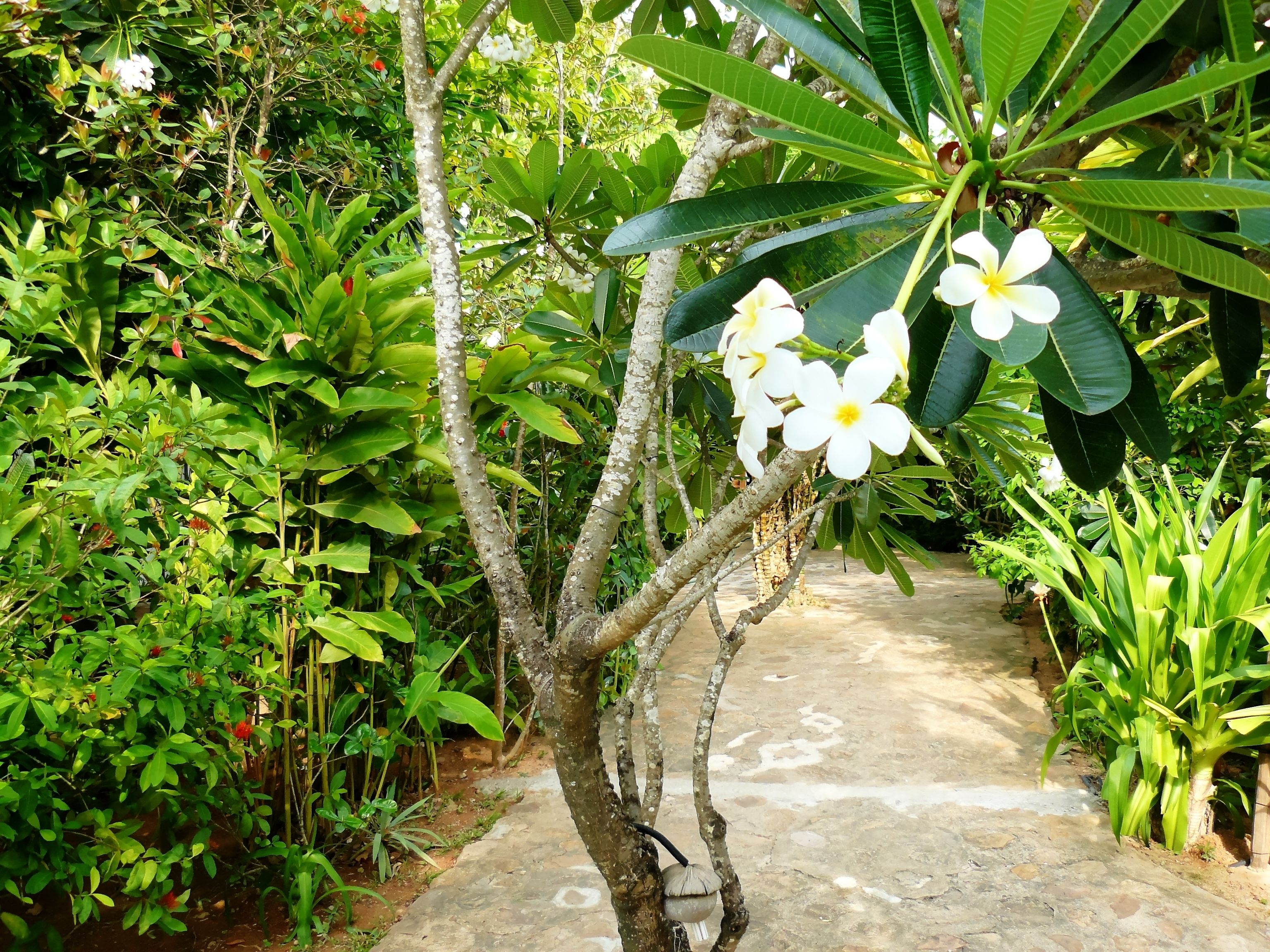 Un sendero de piedra rodeado de exuberante vegetación y flores blancas.