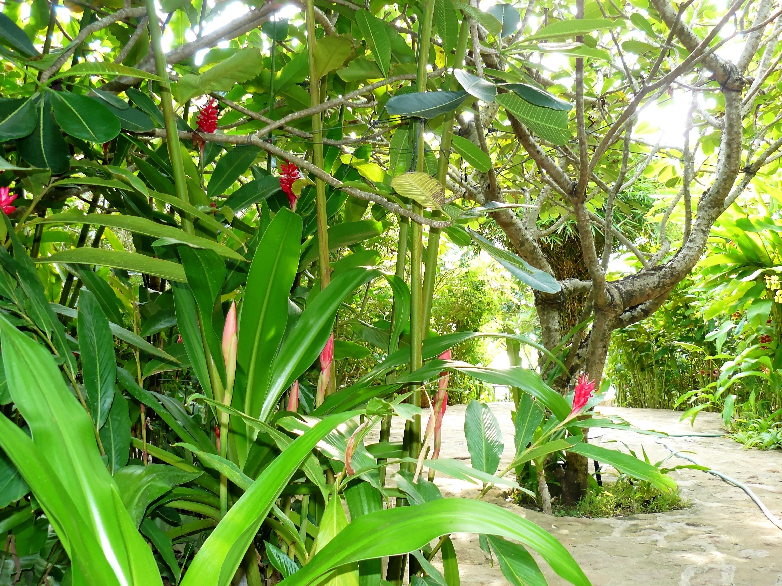 A lush garden with various green plants and trees.