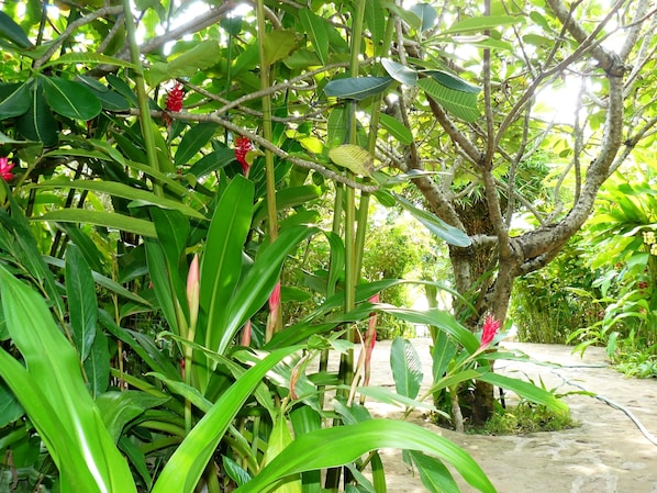 Un exuberante jardín con diversas plantas y árboles verdes.