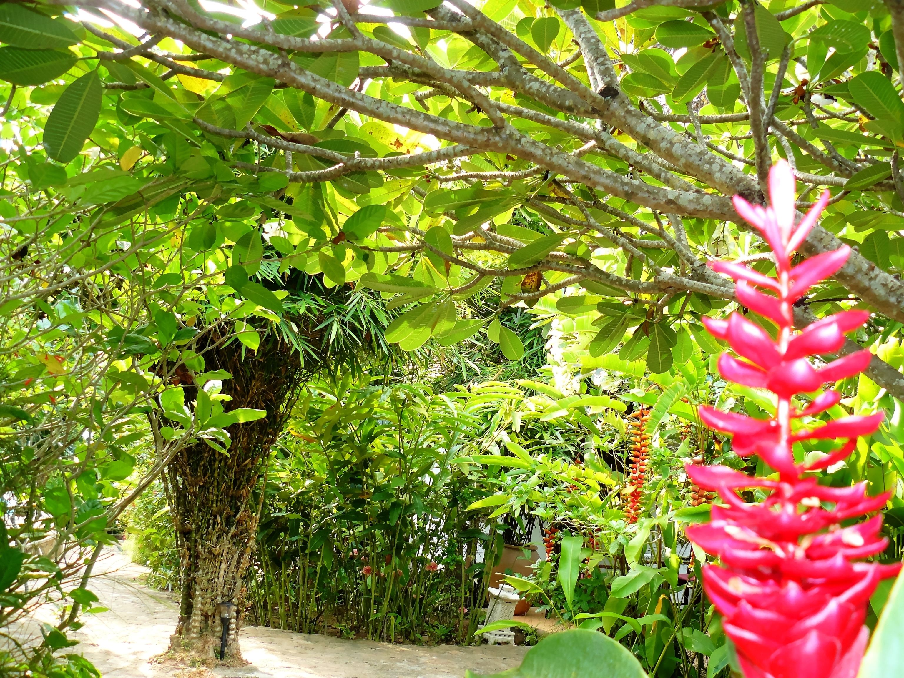 A lush garden with dense foliage and a prominent red flower in the foreground.