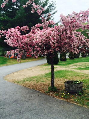 Garden - Perry's Motel and Cottages (Intervale)