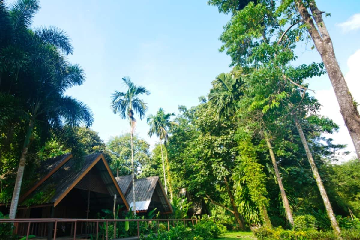 A wooden structure with a sloped roof surrounded by lush greenery and tall trees.