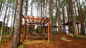 Et træbeklædt picnicly med høje træer og en belagt sti i en skov.