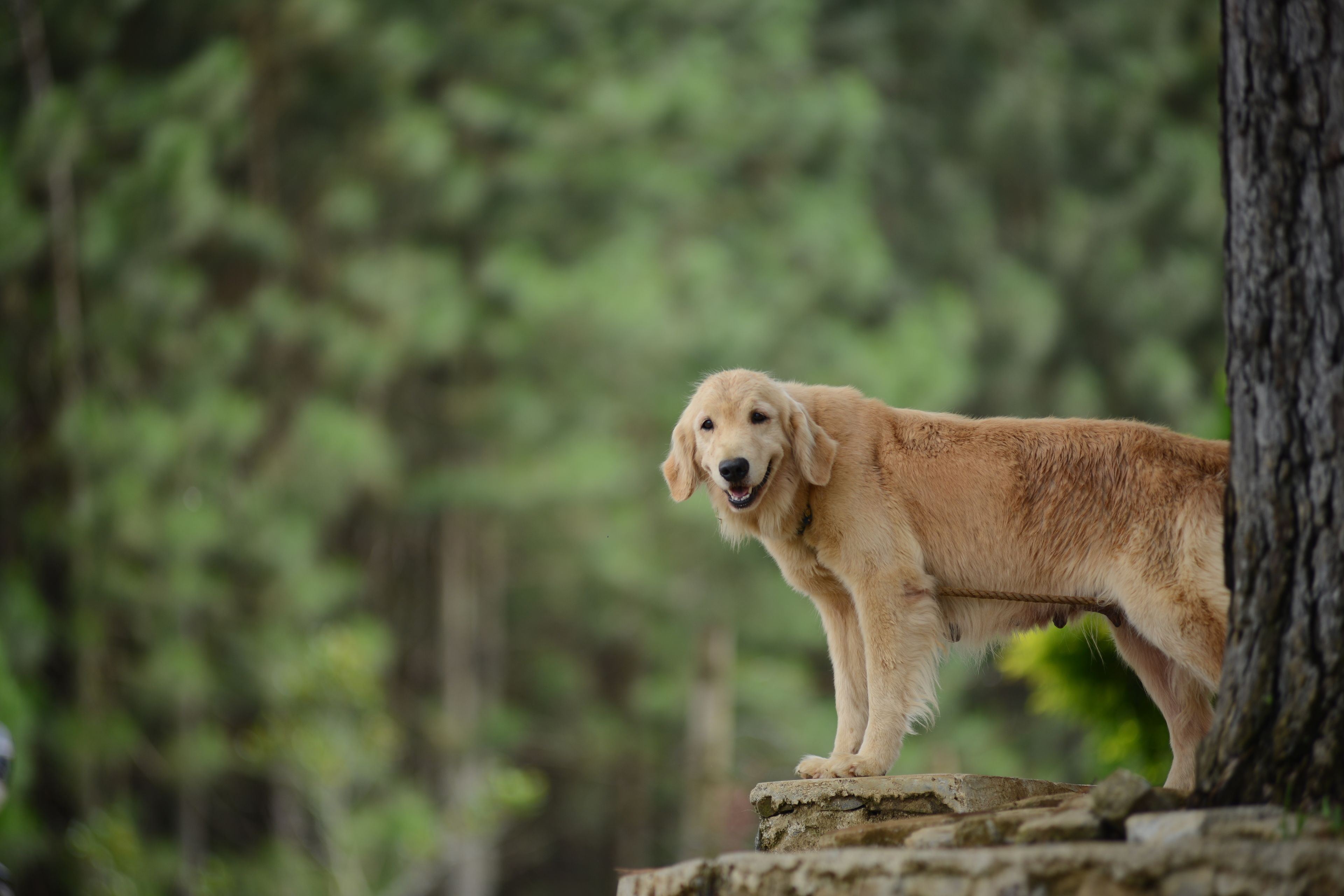 Un cane in piedi su una sporgenza di pietra in una zona boschiva.