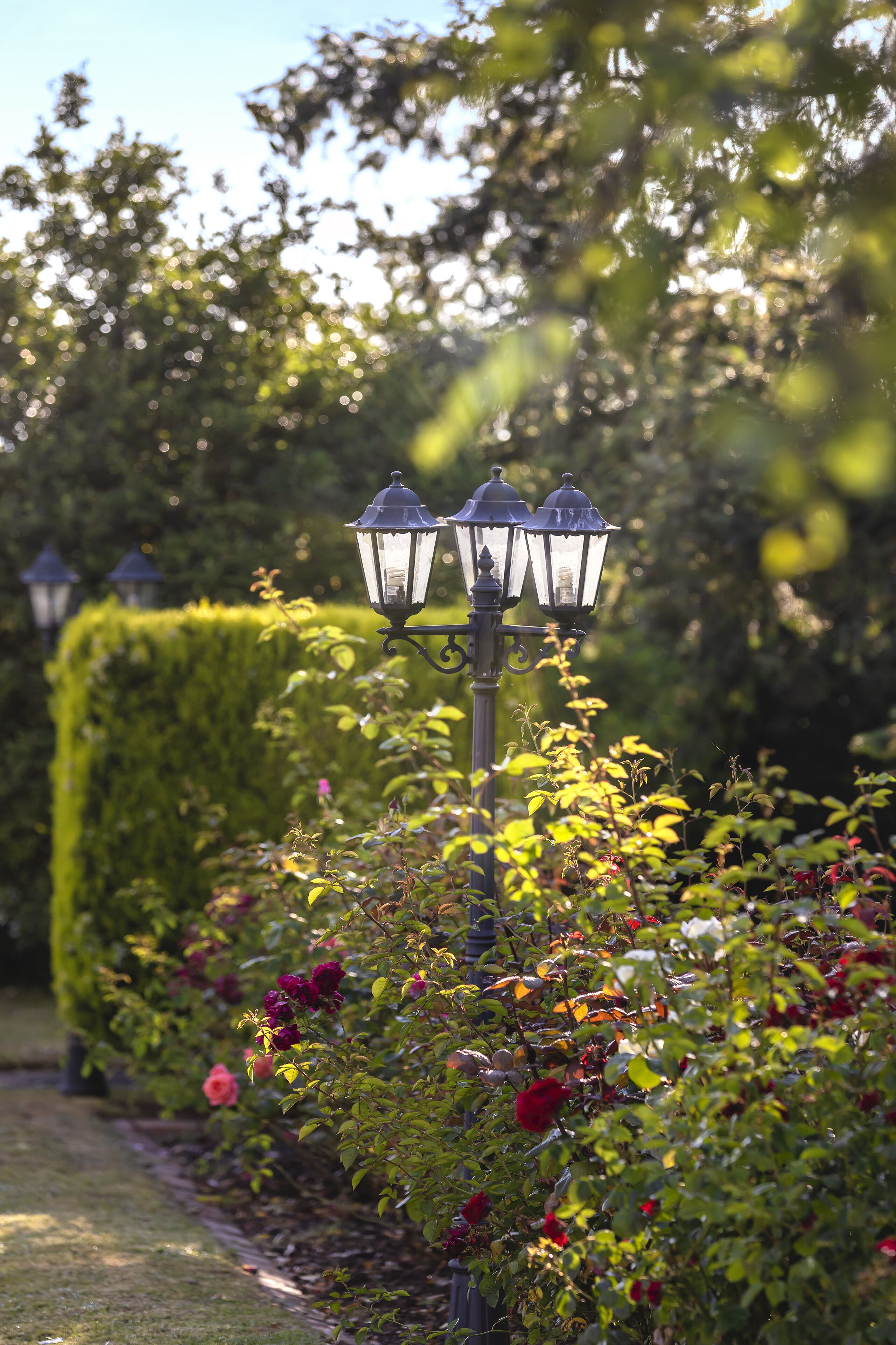 A garden with a hedge, a pathway, and a street lamp.