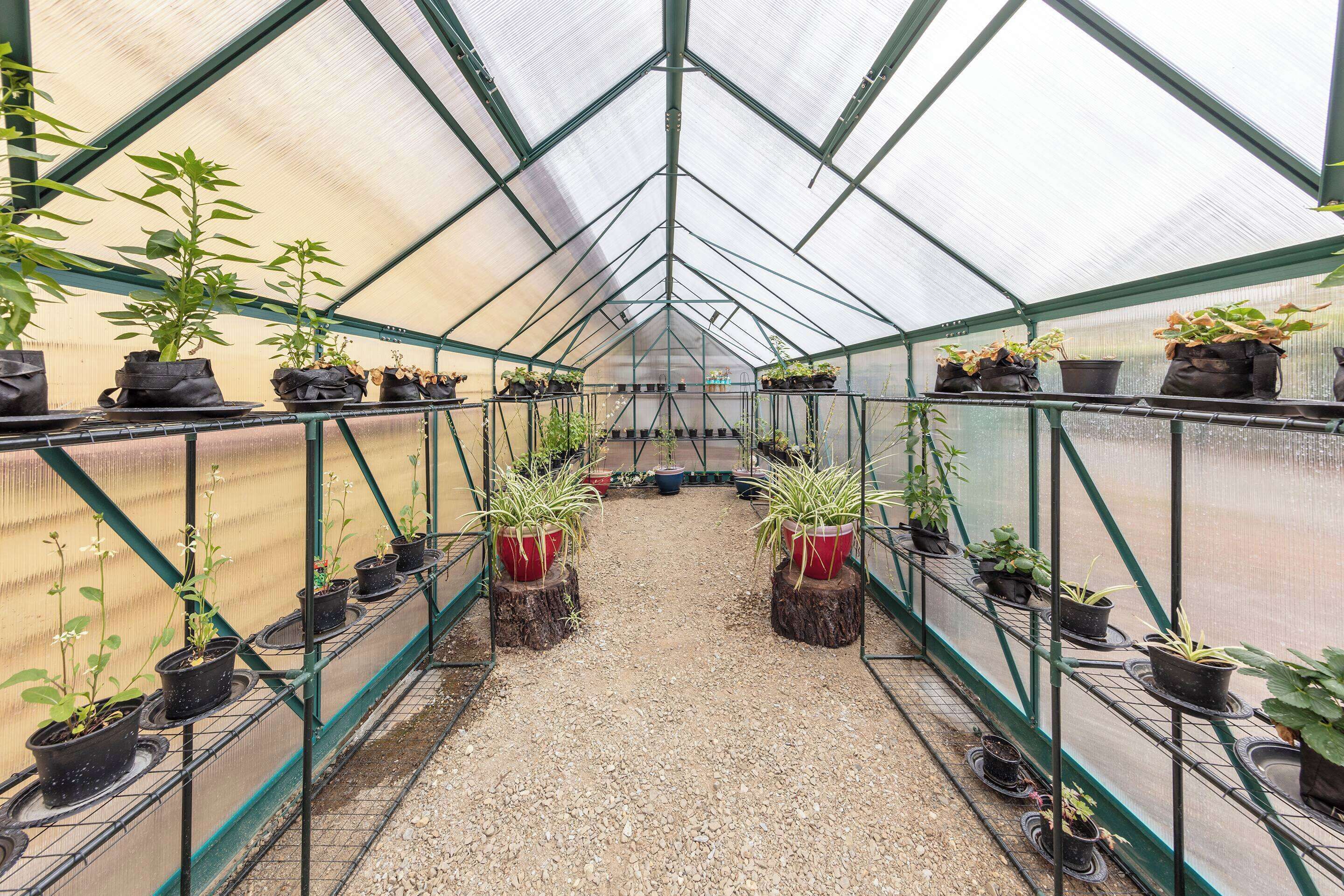 A greenhouse with rows of potted plants on shelves and tables, a gravel floor, and a metal frame structure.