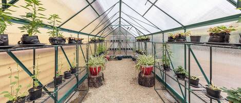 A greenhouse with rows of potted plants on shelves and tables, a gravel floor, and a metal frame structure.