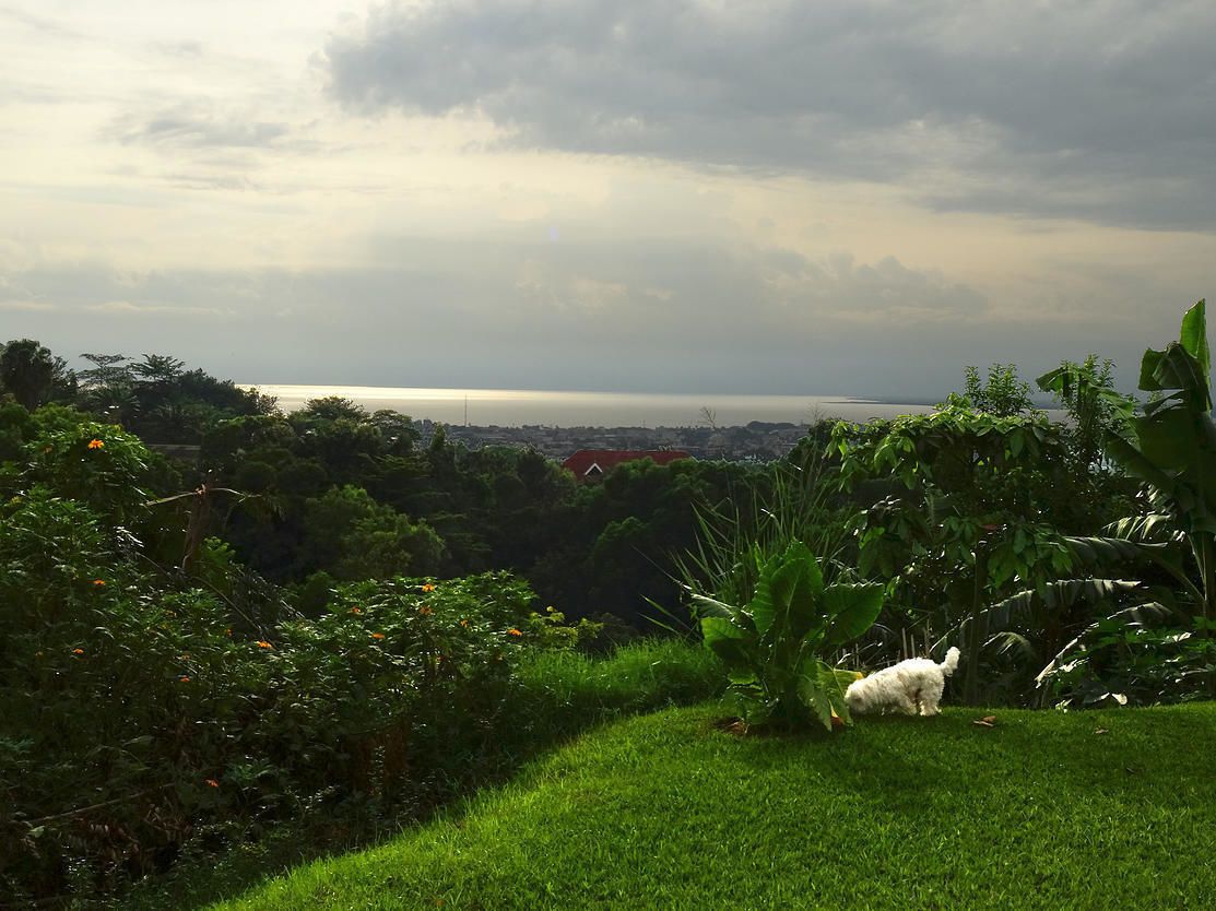 A grassy area with a dog, dense foliage, and a distant view of a cityscape under a cloudy sky.