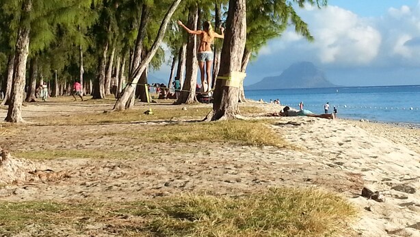 A beach with trees, a person hanging from a tree, and a clear view of the ocean.
