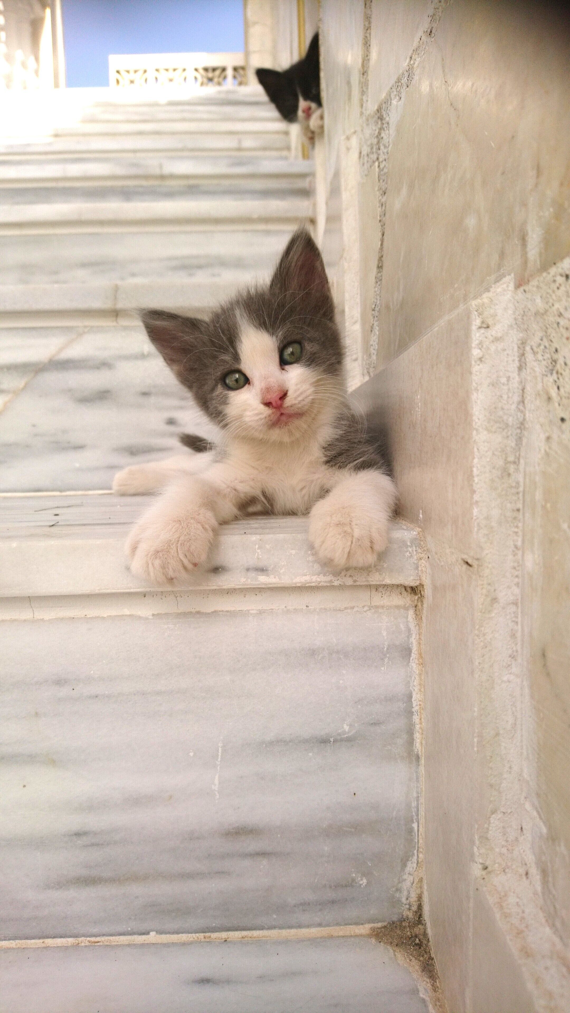 Foto - Castellino Studios