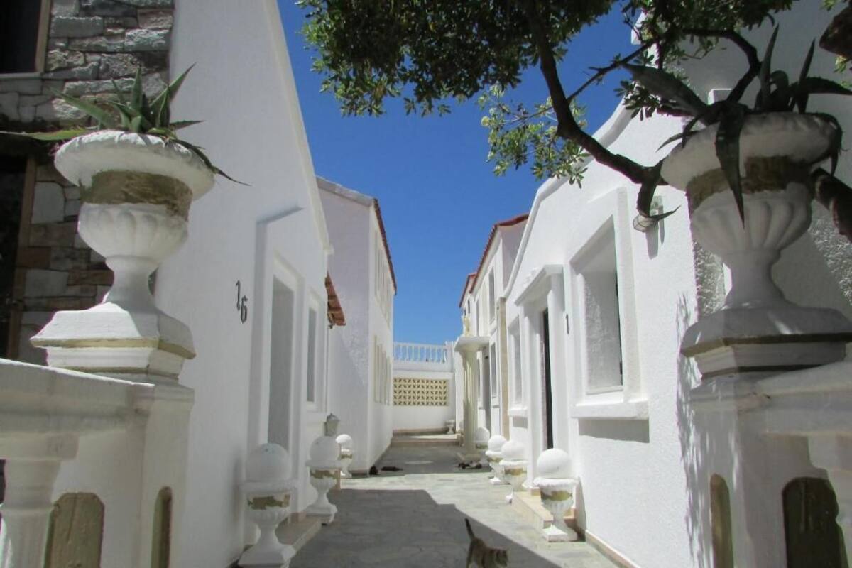 A narrow, white-walled street with a dog walking down it.