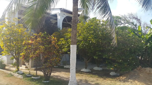A garden with various plants and a white-painted tree trunk. - Ground Road Native Place (San Andrés)