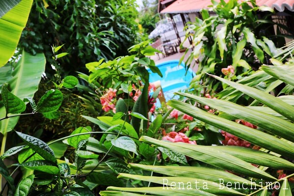 Outdoor pool, a natural pool - Pousada Flor Dália (Natal)