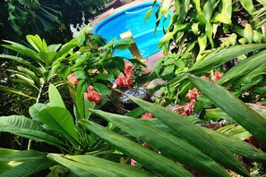 Outdoor pool, a natural pool - Pousada Flor Dália (Natal)