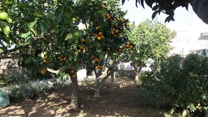 Un jardin avec des orangers et un mur en pierre.