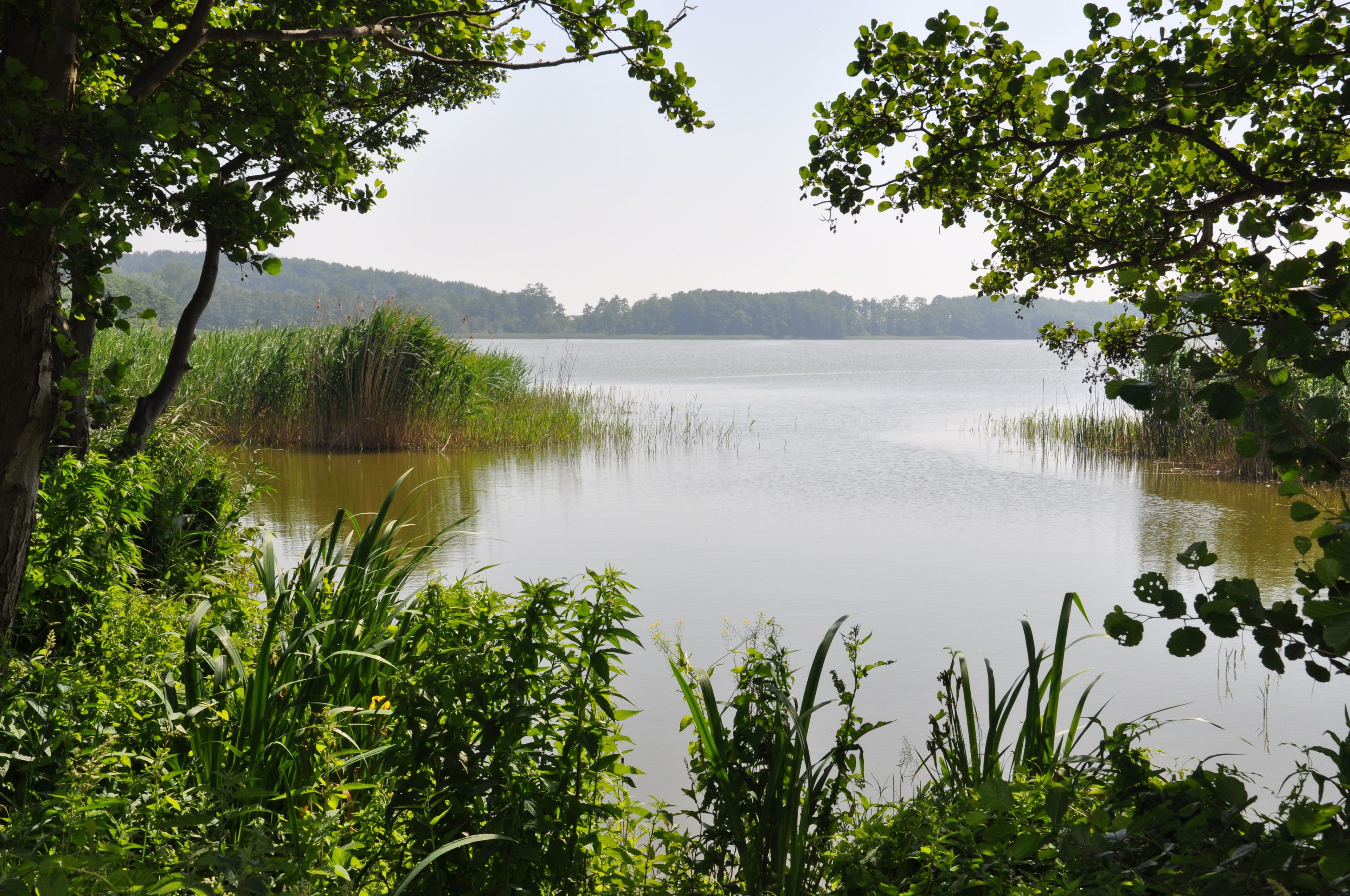 Un lac paisible, bordé d’une végétation luxuriante et d’arbres.