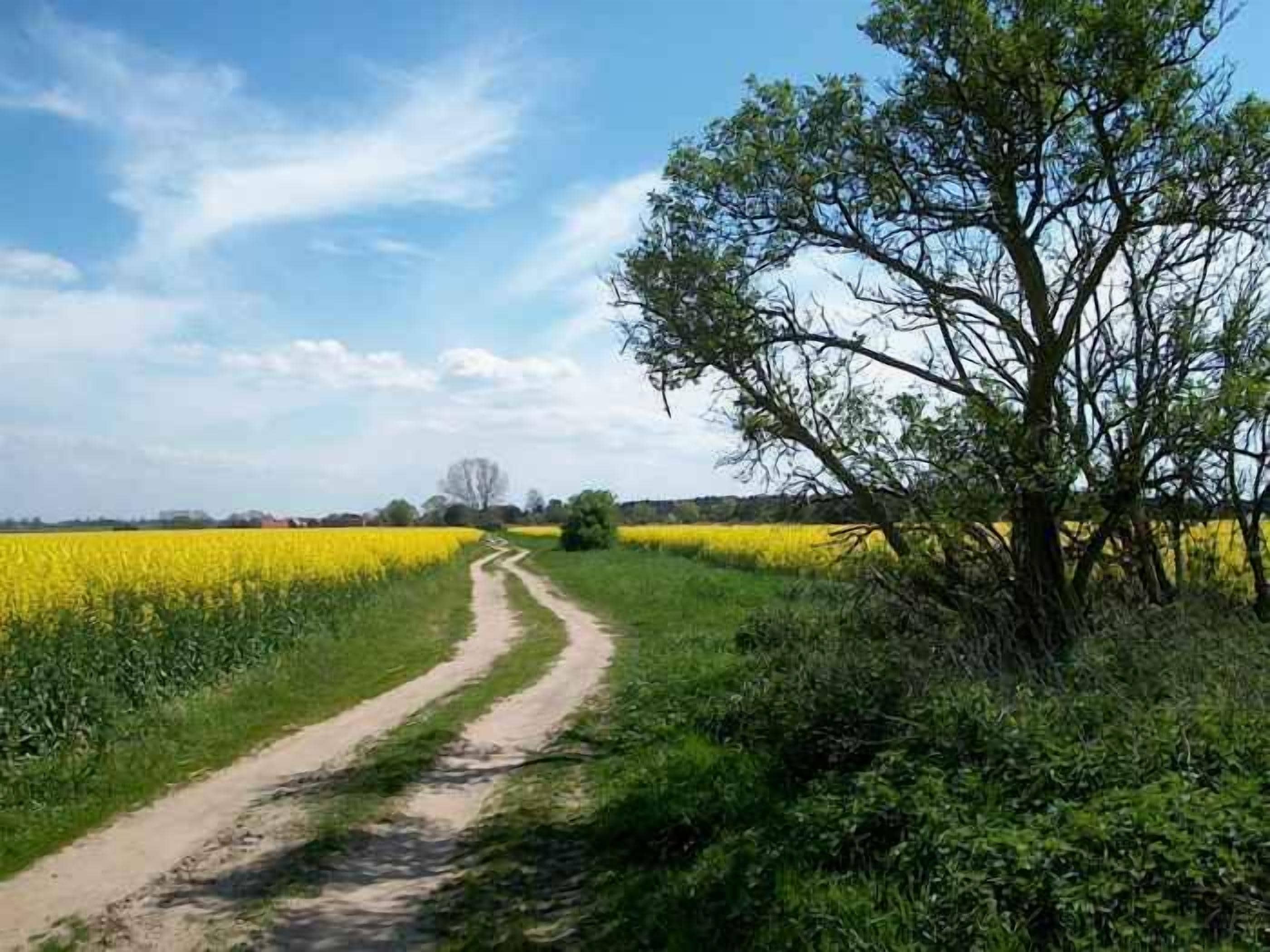 Un paysage rural avec un chemin de terre qui traverse un champ de fleurs jaunes, entouré de verdure et d’arbres.
