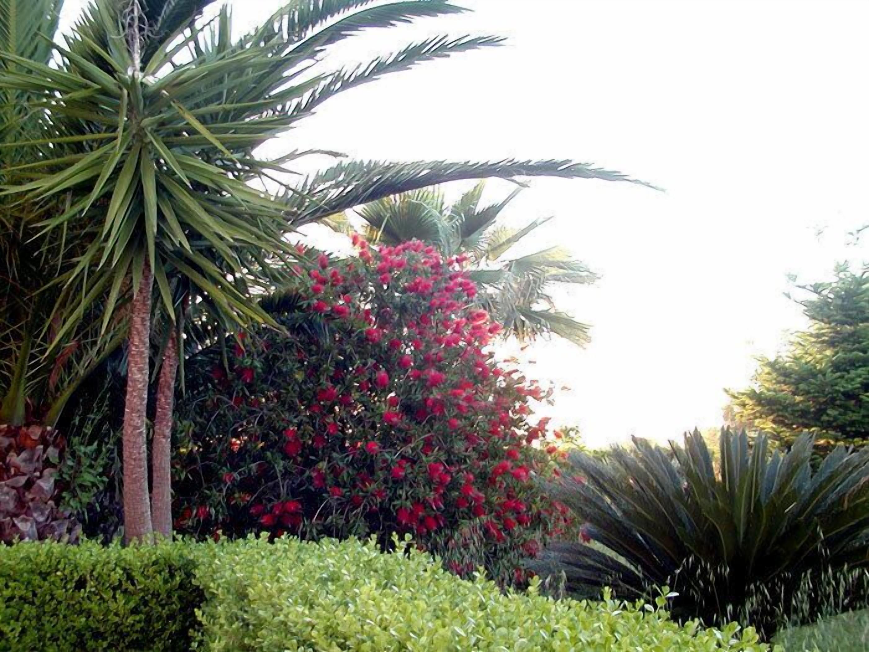 Jardin