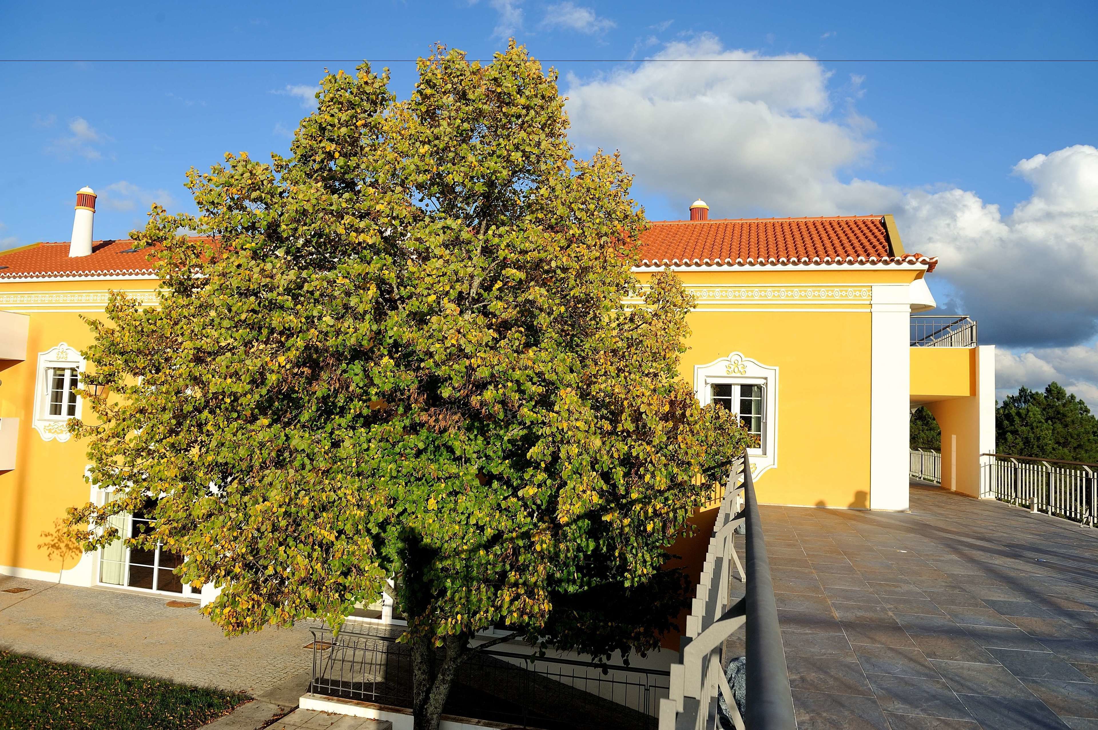 Foto - Cabecas do Reguengo