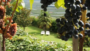 A vineyard with grapevines and two white chairs in the background. - Garni Hotel Ritterhof (Termeno Sulla Strada del Vino)