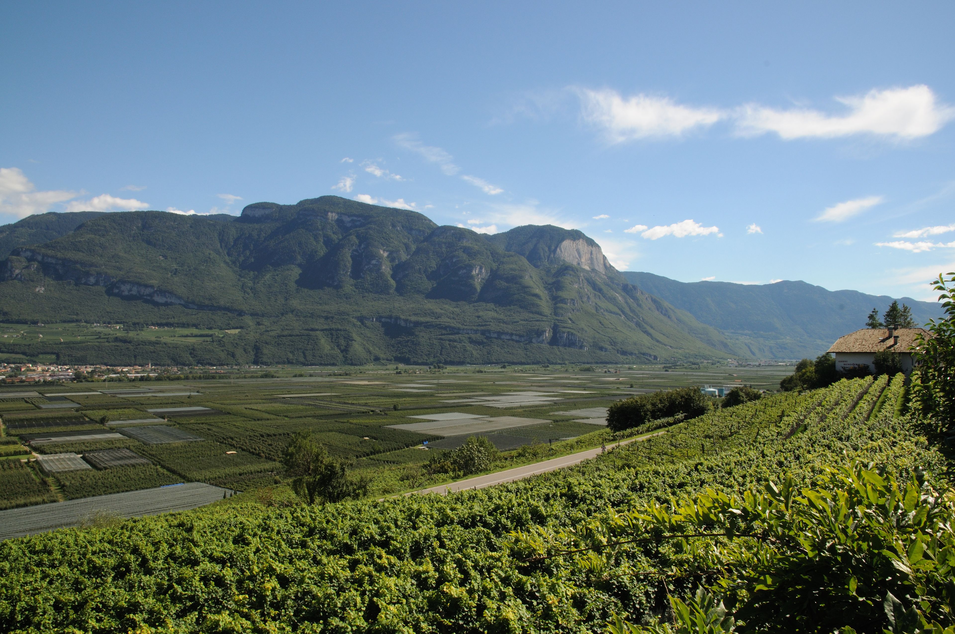 A vineyard with rows of grapevines, a road, and a mountain range in the background.