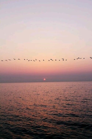 A sunset over a calm sea with birds flying in the sky. - Hotel Playa Grande (Piriapolis)