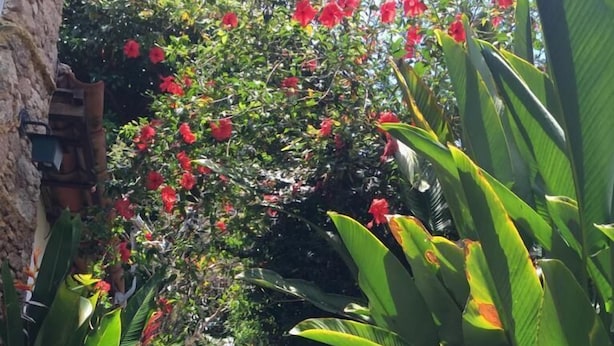 Un sendero en un jardín, rodeado de follaje verde exuberante y flores rojas vibrantes.