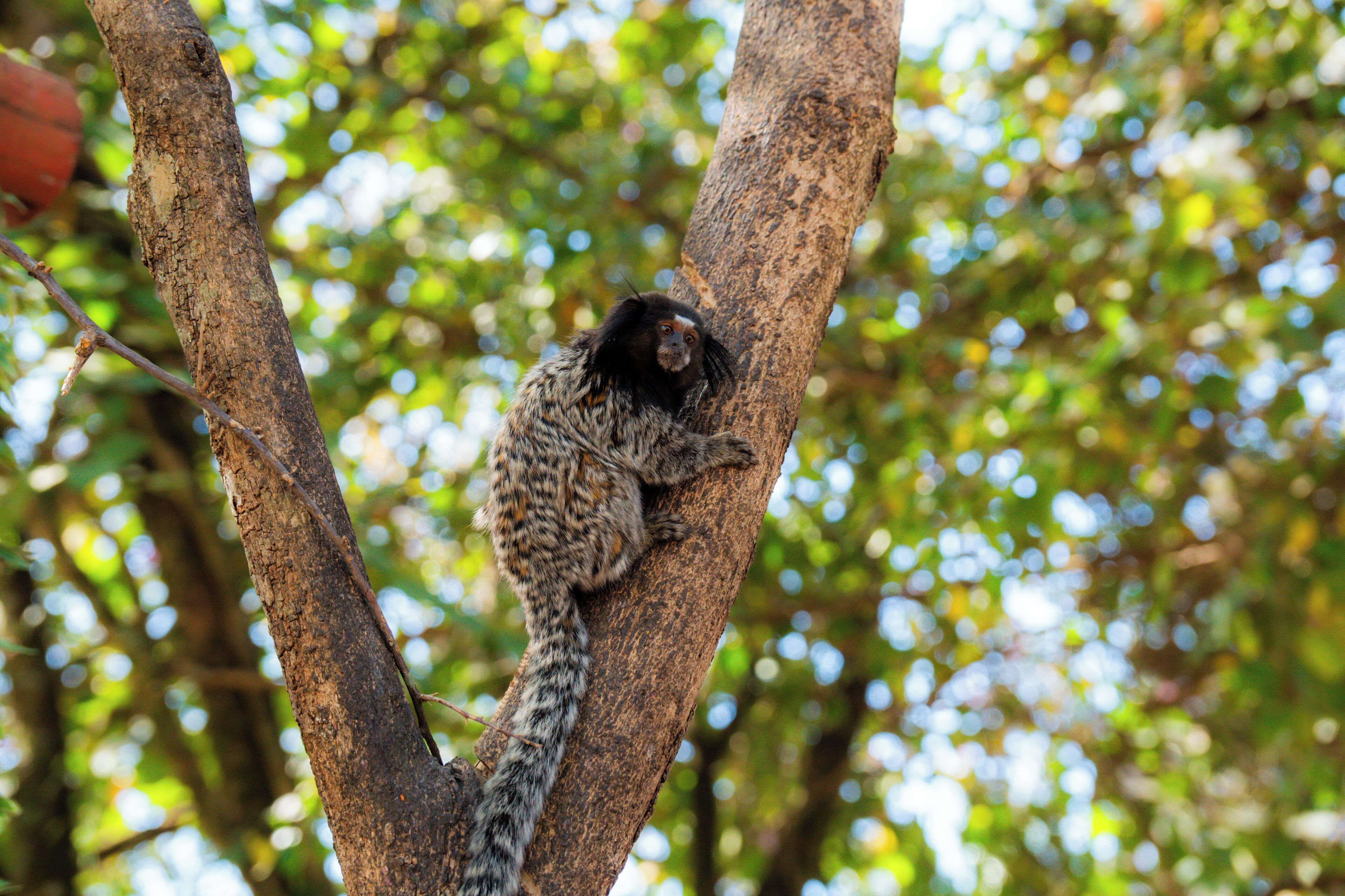 A tree with a bird perched on it.