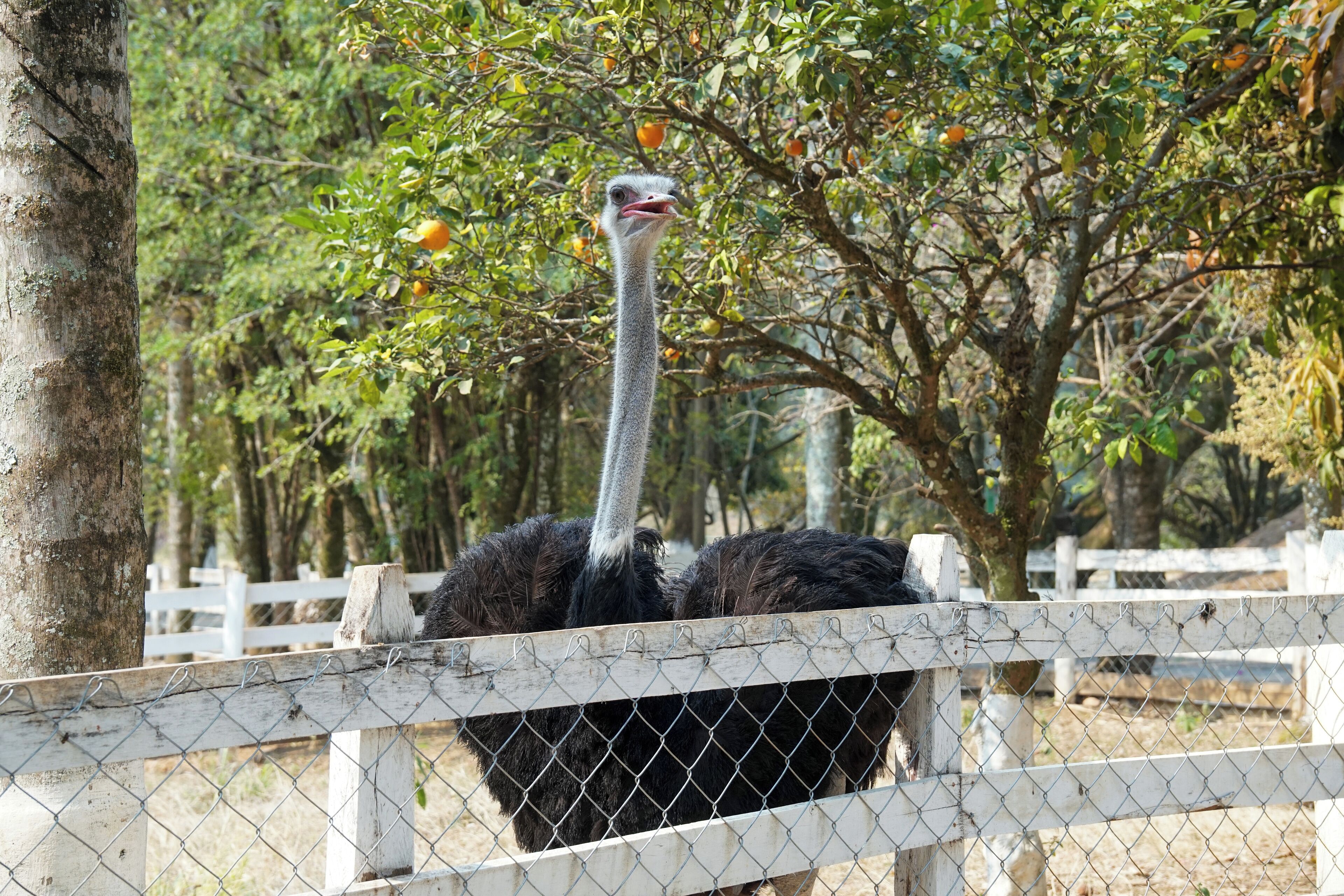 Foto - Hotel Fazenda Poços de Caldas