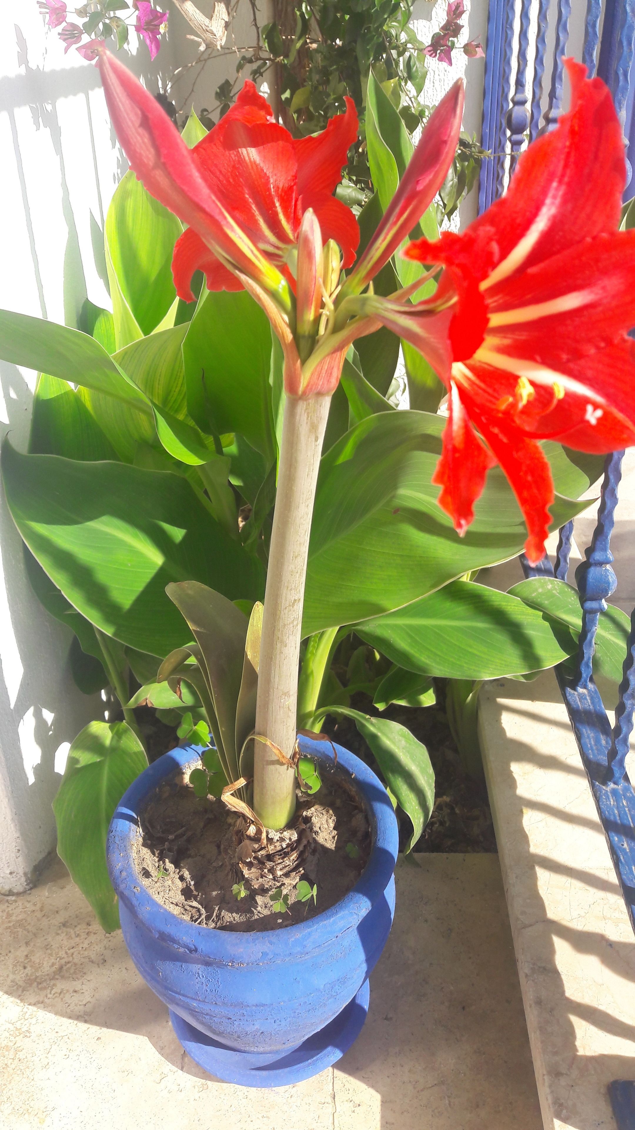 A potted plant with red flowers in a blue pot.