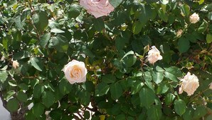 A rose bush with pink flowers in front of a building with a yellow and blue facade. - Nephele Apartments (Rhodes)