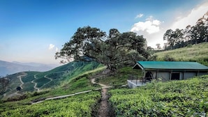 A tea plantation with a stone path leading to a building with a green roof.